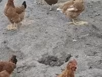 الدجاجة الدنماركية — الصورة 2