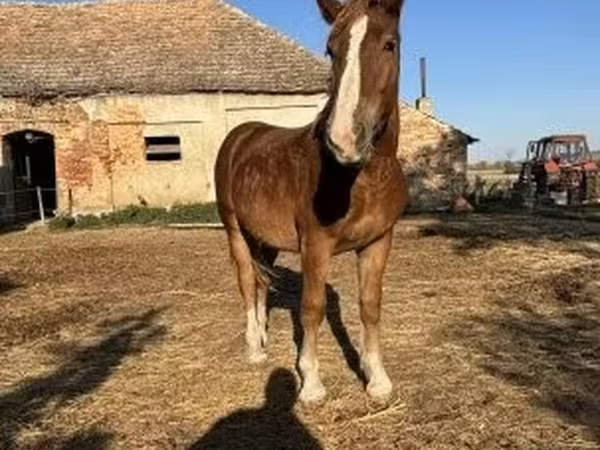 Kůň, Koně