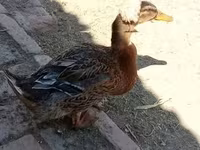 czubaty — zdjęcie 1