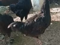 Kosovo uzunbanqıltanı — foto 5