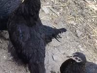 Chickens — photo 1