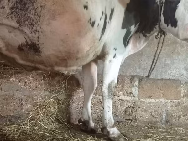 أبقار (دفعة، الجنس غير محدد), Russian Black pied cattle