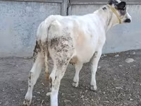 Cow, Belgian Blue — photo 1