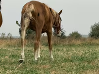 Mare, Russian Don — photo 2