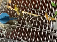 Cut bulbul satilir. Saglam quslardi. Qefesle birlikde 120azn. Qefessiz — الصورة 3