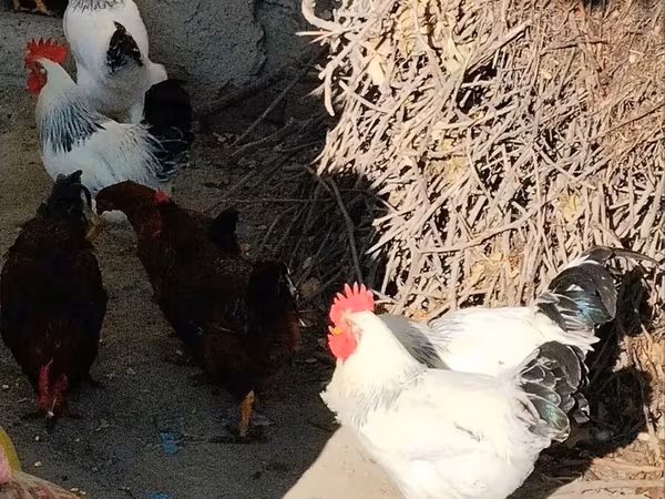 Chickens