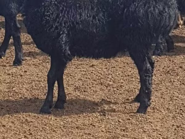 Ovce, Edilbay sheep