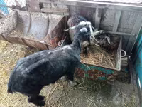 母山羊, Goats — 照片 2