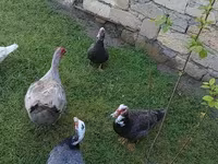 Ducks — फ़ोटो 4