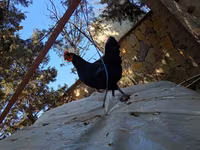 Chickens — photo 2