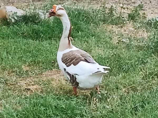 تشاينيز