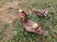 Ducks — फ़ोटो 1