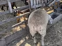Ovce, Beltex sheep — foto 3