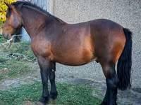 Caballo, Međimurje horse — foto 2