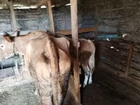 İnək, Simmental cattle — foto 2