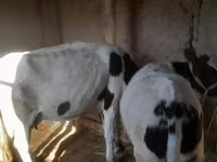 Buğa, Russian Black pied cattle — foto 4