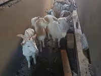 Dişi keçi, Saanen goat — foto 7