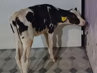 Vaca, Raza Holstein — foto 3