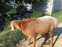 Qoç, Agin sheep — foto 2