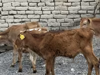 Buğa, Mal-qara — foto 6