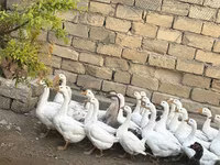 Geese — photo 5