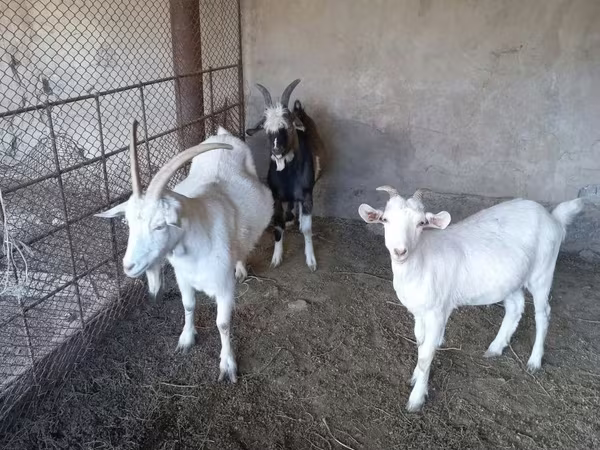 Goat, Goats