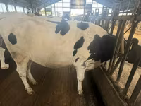 Cow, Holstein breed — photo 7