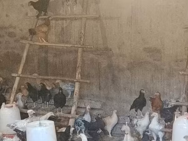 Chickens — Azerbaijan