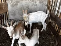 Dişi keçi, Saanen goat — foto 2