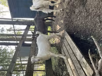 Keçi, LaMancha goats — foto 2