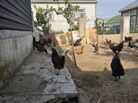 Chickens — photo 1
