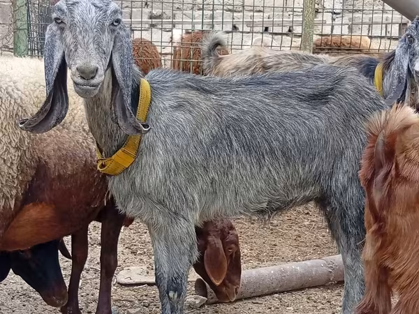Dişi keçi, Damask goat