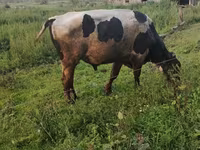 Buğa, Mal-qara — foto 8