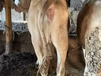 Býk, Simmental cattle — foto 6