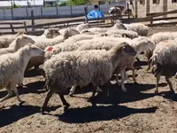 母羊, Sheep — 照片 8