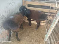 Ram, Sheep — photo 2