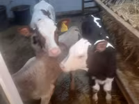 İnək, Simmental cattle — foto 3