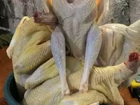 Turkeys — الصورة 4