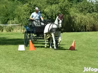 Klisna, Lipizzaner — foto 4
