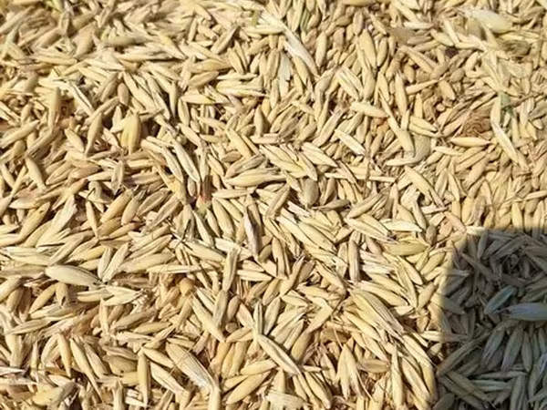 Ավյոզ, վարսակ, վարսակի սերմ