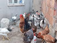 Chickens — फ़ोटो 3