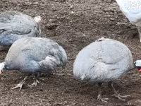 lavender — foto 1