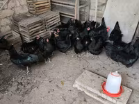 مالينس — الصورة 5