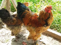 Brahma — photo 1