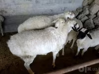公羊, Sheep — 照片 1
