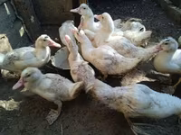 Ducks — zdjęcie 7