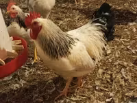Chickens — फ़ोटो 4