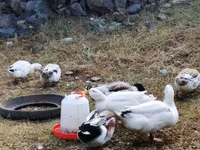 Ducks — foto 1