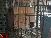 Մետաղյա վանդակներ նապաստակների համար — фото 1