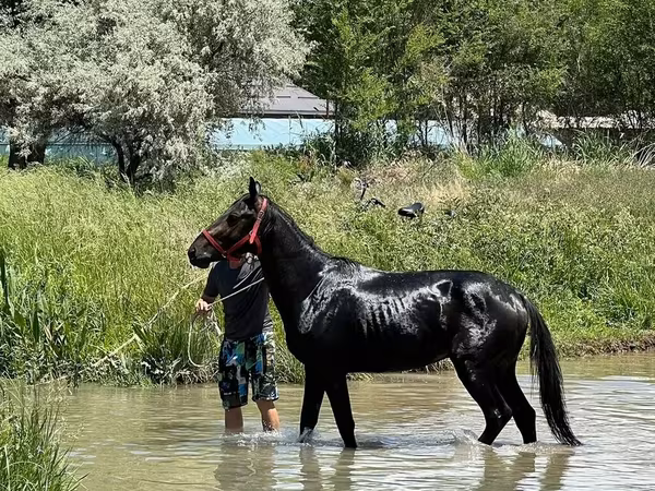 घोड़ा, Karachay horse